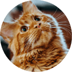 chat-urgence-maltraitance-animale