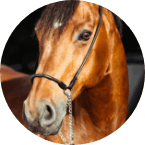 cheval-urgence-maltraitance-animale