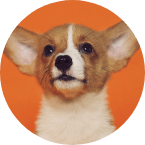 chien-urgence-maltraitance-animale