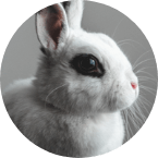lapin-urgence-maltraitance-animale