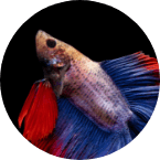 poisson-urgence-maltraitance-animale